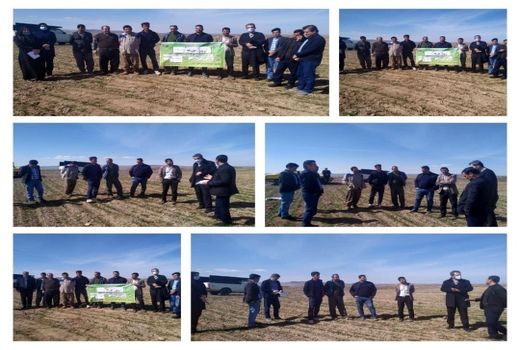 روز مزرعه مدیریت کنترل علفهای هرز در مزراع دیم در شهرستان تاکستان برگزار شد