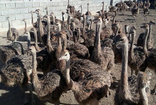 تولید سالانه هفت هزار قطعه جوجه شترمرغ در شهرستان البرز