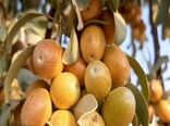 آغاز برداشت سنجد در خور و بیابانک