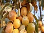 آغاز برداشت سنجد در خور و بیابانک
