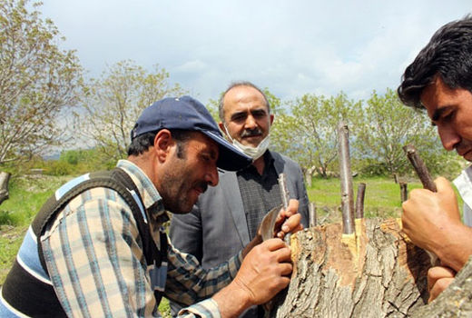 اجرای عملیات پیوند از طریق تعویض تاج و سرشاخه کاری با ارقام اصلاح شده روز دنیا در مرند