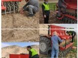 اجرای طرح انتخاب مشارکتی کشت ارقام(pvs) گندم آبی دربخش زرنه شهرستان ایوان.