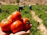 تولید ۸۵۰ تن گوجه فرنگی در گلخانه های کردستان