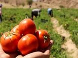 تولید ۸۵۰ تن گوجه فرنگی در گلخانه های کردستان