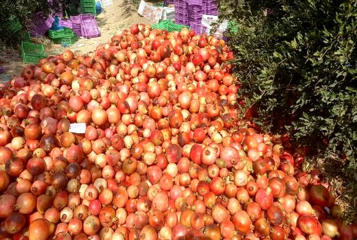 تولید 358 تن رب انار در استهبان