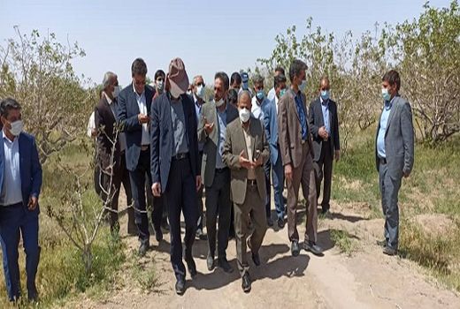 سرمای بهاره به 50 هزار هکتار باغات پسته رفسنجان خسارت وارد کرد 