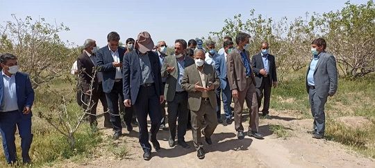 سرمای بهاره به 50 هزار هکتار باغات پسته رفسنجان خسارت وارد کرد 