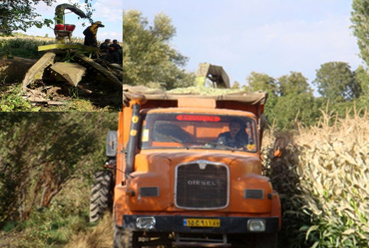 آغاز عملیات برداشت محصول سورگوم در مزارع شهرستان زنجان