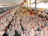 تولید بیش از 4هزار تن مرغ گوشتی در شهرستان فیروزکوه