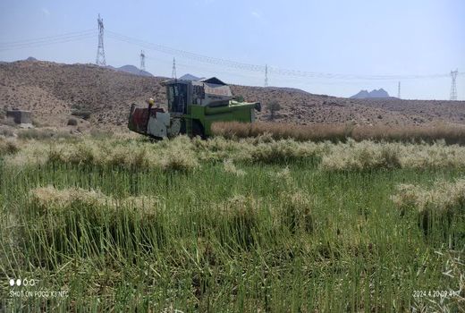 آغاز برداشت غلات از مزارع جویم