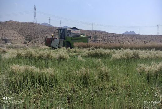 آغاز برداشت غلات از مزارع جویم