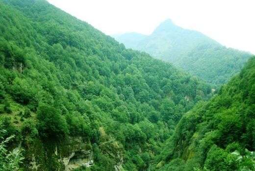 جنگل‌های هیرکانی ایران به عنوان میراث طبیعی جهانی 
