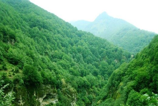 جنگل‌های هیرکانی ایران به عنوان میراث طبیعی جهانی 

