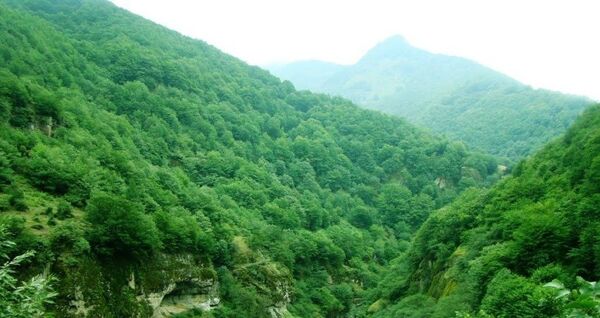 جنگل‌های هیرکانی ایران به عنوان میراث طبیعی جهانی 
