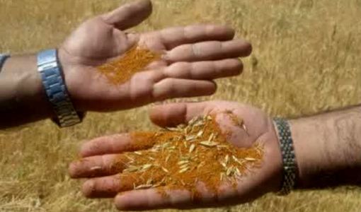 پیش‌بینی تولید ۱۰۰۰ تن خاکشیر دیم در بیضا