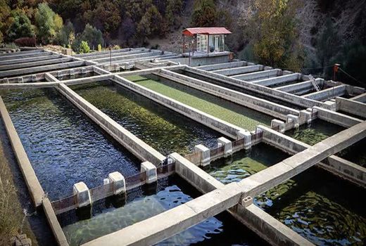 رونق صنعت آبزی پروری استان چهارمحال و بختیاری
