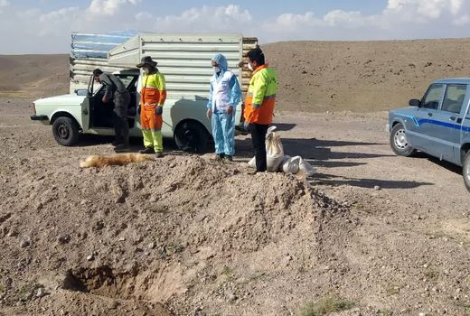 اقدامات دامپزشکی استان در خصوص گزارش یک مورد حیوان گزیدگی در شهر جدید سهند