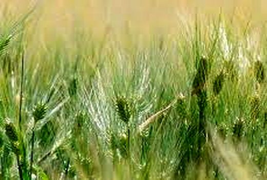 عدم تخصیص آب مهمترین چالش توسعه آبزی پروری بهبهان 