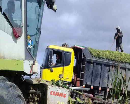 آغاز برداشت ذرت علوفه ای در سال زراعی جاری از سطح 130 هکتار از اراضی شهرستان خداآفرین