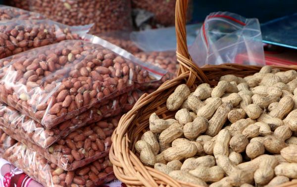 برگزاری جشنواره بادام‌زمینی در شهرستان آستانه اشرفیه