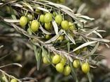 آغاز برداشت زیتون در خراسان جنوبی