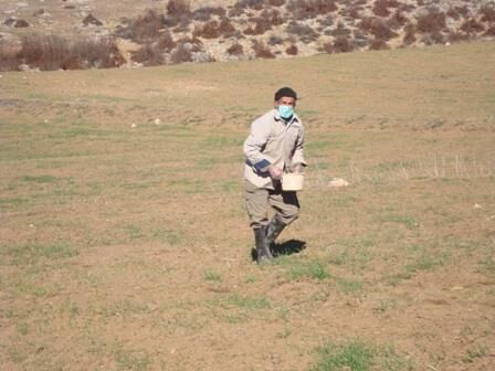 مبارزه با جوندگان مضر در 3600 هکتار از اراضی زراعی بهشهر