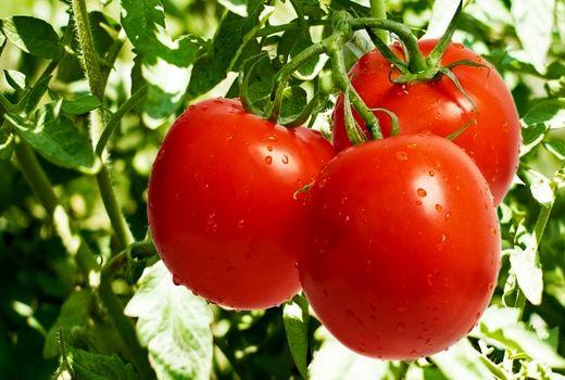 گلخانه داران, مراقب بیماری ویروسی چروکیدگی قهوه ای گوجه فرنگی باشند.