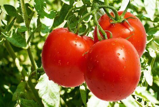 گلخانه داران, مراقب بیماری ویروسی چروکیدگی قهوه ای گوجه فرنگی باشند.