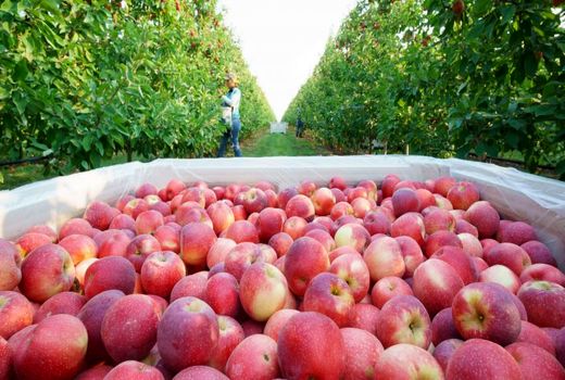 مداخله هدفمند و متوازن در بازار  و صادرات با برند ایران