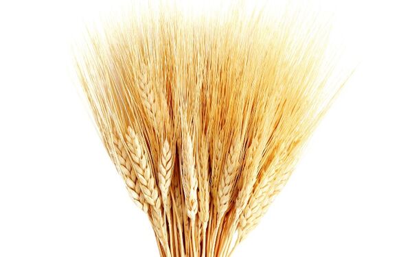 تولید و خرید گندم خصوصی شود/ پیشنهاد قیمت تضمینی 1400 تومانی برای گندم