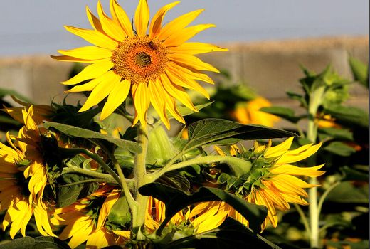 خراسان شمالی، سومین تولیدکننده آفتابگردان در کشور