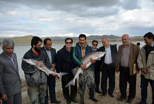 پرورش ماهی درقفس؛ فرصتی طلایی در عرصه آبزی پروری استان آذربایجان شرقی 