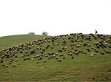 چرای بی‌رویه دام فرسایش خاک را به دنبال دارد