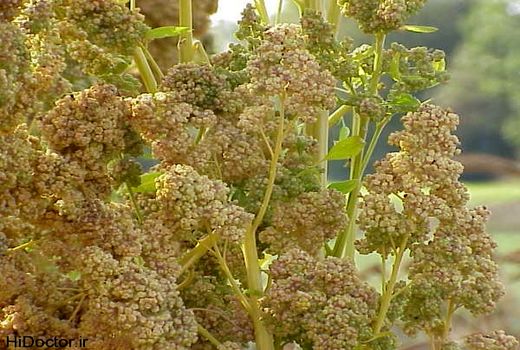 کینواکار فارس از سوی وزیر جهاد کشاورزی لوح تقدیرگرفت