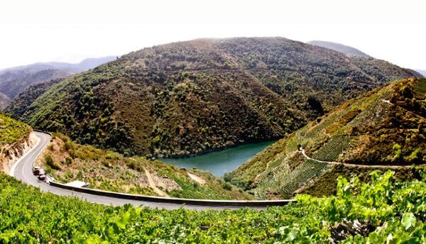 بهبود عملکرد تاکستان‌های "گالیسیا" با هواپیماهای بدون سرنشین