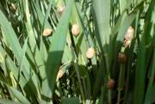 مبارزه با سن مادر در بیش از ۶۷۰۰ هکتار از مزارع غلات شهرستان بوئین زهرا انجام شده است