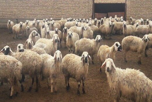 افزایش640 درصدی فضای ذخیره سازی نهاده ها و فرآورده های دامی در استان کرمان