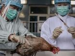 آنفلوآنزای پرندگان همچنان قربانی می‌گیرد