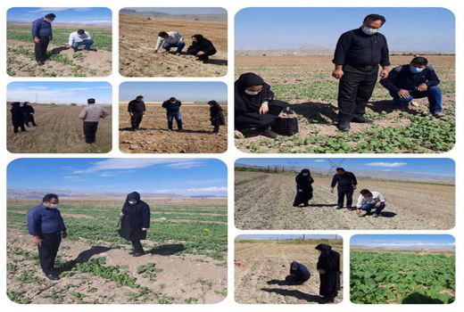 کارشناسان مدیریت جهاد کشاورزی جلفا بر روی همه مراحل کشت کلزا نظارت دارند