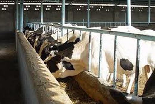 استفاده از ظرفیت مجتمع های دامپروری خوزستان برای تولید گوشت قرمز