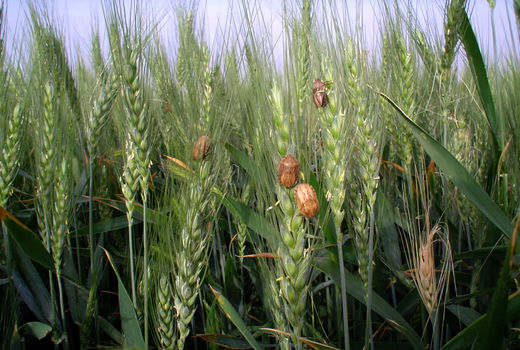 مبارزه با سن غلات در اراضی استان سمنان به 6830 هکتار رسید