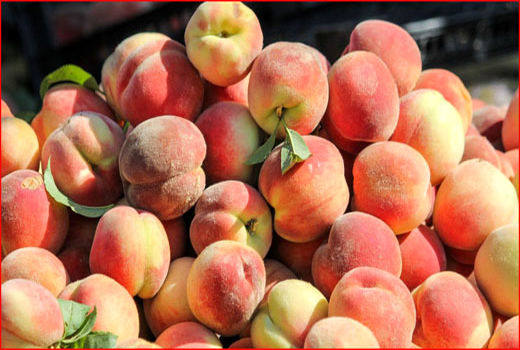 کاشت ۴۱ نوع هلو در شبستر/ تولید ۳۵ هزار تن هلو در شهرستان شبستر 