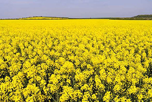 رشد 18 درصدی خرید تضمینی کلزا از کشاورزان