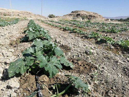 کاشت کدو در فراشبند آغاز شده است  