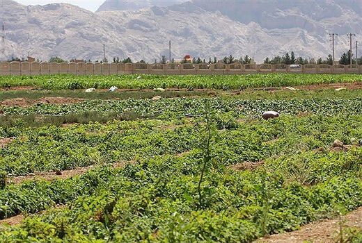۱۳ درصد از اراضی استان بوشهر، کشاورزی است