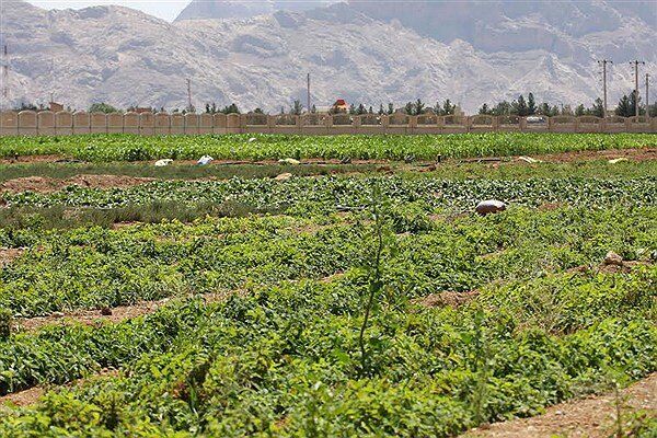 ۱۳ درصد از اراضی استان بوشهر، کشاورزی است
