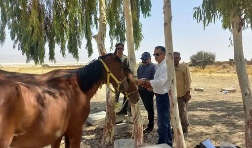 هویت‌گذاری چهارهزار رأس اسب و دام در شهرستان‌های فارس