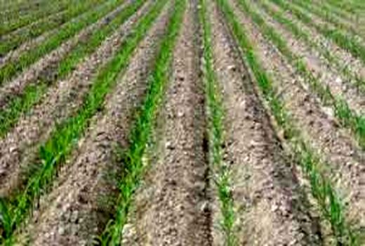 کشت شتوی در مرودشت با اولویت کشت بر روی پشته های بلند