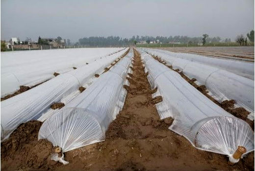 کاهش سطح زیر کشت صیفی جات در کازرون