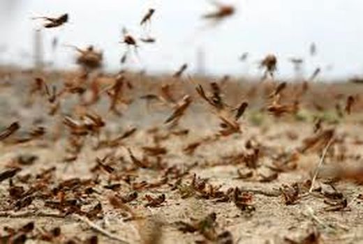 پایش چشمی آفت ملخ صحرایی در آبادان 